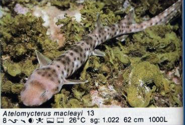 Atelomycterus macleayi